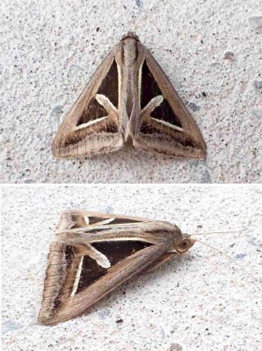 Trigonodes hyppasia